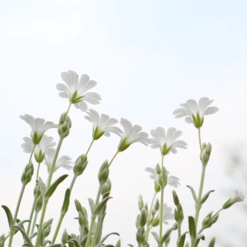 鲁庭院小花匠*夏雪草*耐寒多年生*彩叶地被*银叶匍匐花毯*小清新