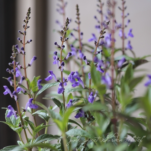 浙庭院小花匠*黄芩“蓝火”半耐寒多年生*耐热蓝紫色系*线条植物
