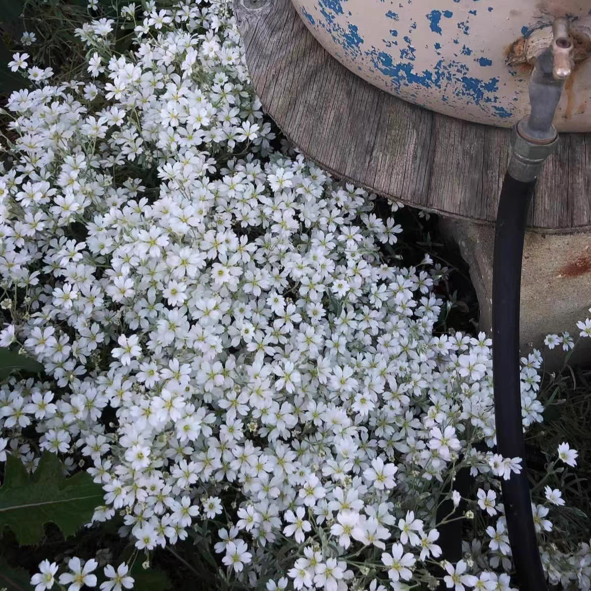 鲁庭院小花匠*夏雪草*耐寒多年生*彩叶地被*银叶匍匐花毯*小清新