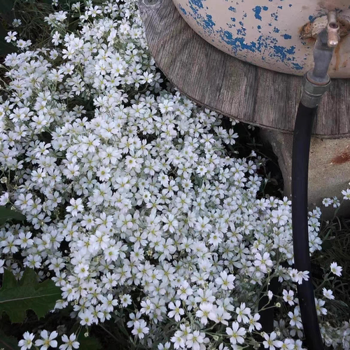 鲁庭院小花匠*夏雪草*耐寒多年生*彩叶地被*银叶匍匐花毯*小清新