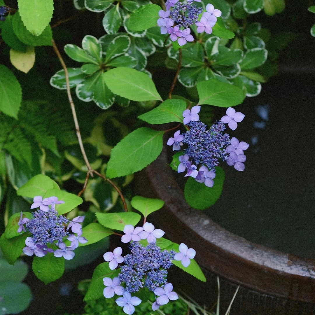 鲁庭院小花匠*山绣球“黑姬”耐寒多年生*深色小型耐阴*适合阳台,鲜花速递/花卉仿真/绿植园艺,绣球/木绣球/木本植物,淘宝优惠券,粉丝福利购,淘宝优惠卷