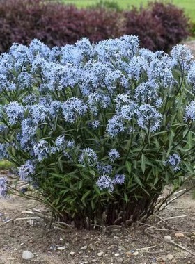 浙庭院小花匠*水甘草“暴风云/蓝色风暴”*耐寒多年生*南方适合