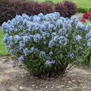 浙庭院小花匠*水甘草“暴风云/蓝色风暴”*耐寒多年生*南方适合