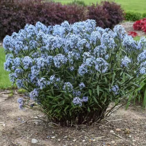 浙庭院小花匠*水甘草“暴风云/蓝色风暴”*耐寒多年生*南方适合