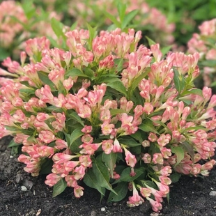 浙庭院小花匠*迷你锦带“粉桃子”夏桃*耐寒多年生*丰花矮生耐热