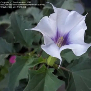 浙庭院小花匠*矮生淡紫曼陀罗多年生*单瓣矮生适合盆栽*禁止食用
