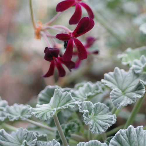 鲁庭院小花匠*银叶狭花洋葵*半耐寒多年生*原生天竺葵*低维护彩叶