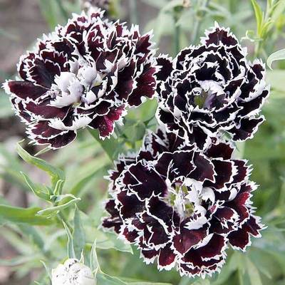 浙庭院小花匠*黑白重瓣石竹“吟游诗人”耐寒多年生*暗系切花