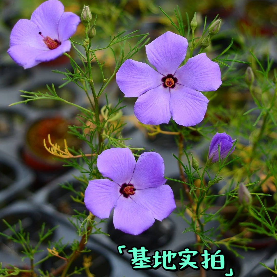 浙庭院小花匠*针叶纸芙蓉*多年生*澳洲花灌木*耐热花期长*抗性好