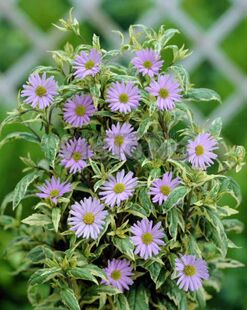 浙庭院小花匠*花叶马兰头“将领”耐寒多年生*可食*耐热斑叶宿根
