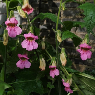浙庭院小花匠*裂叶地黄优选个体*耐寒多年生*续花型*耐热低维护