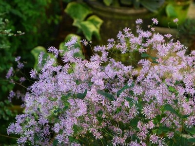 鲁庭院小花匠*盾叶唐松草“夏日烟花”多年生宿根原生植物*春彩叶