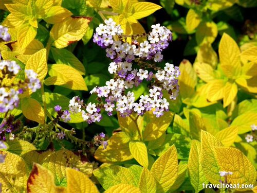 浙庭院小花匠*金叶香水草“莱姆”多年生*芳香彩叶*南美天芥菜