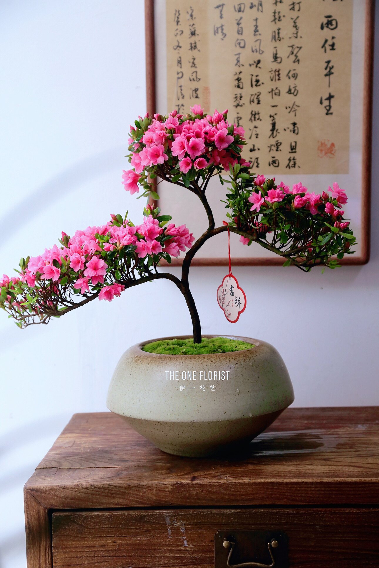 禅意中式美学年宵花杜鹃盆栽盆景造型盆景