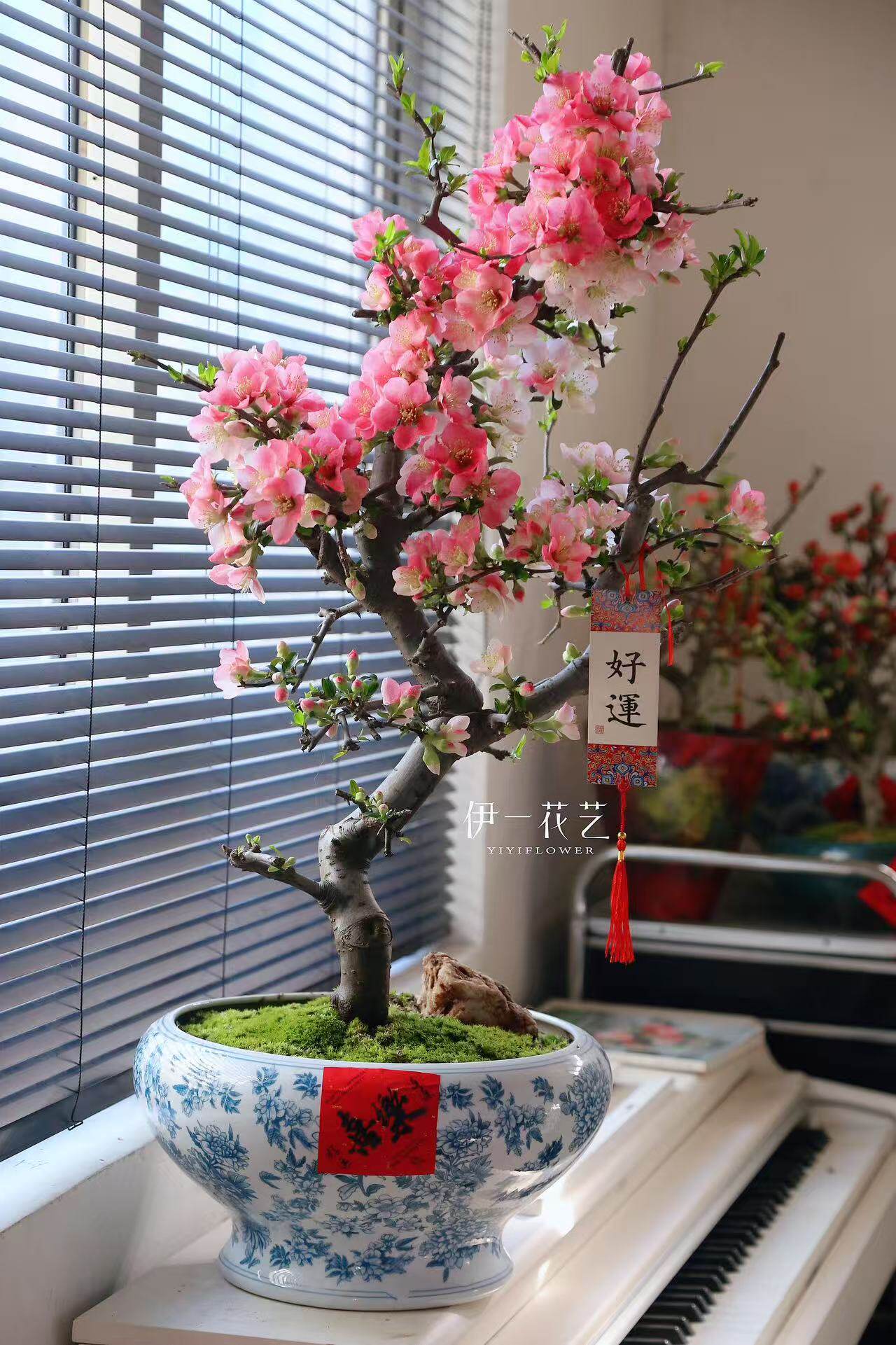 海棠年宵花盆景适合办公室书房桌盆栽绿植北京同城花店一物一拍