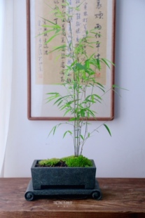 内门竹盆栽天然青石盆茶室绿植书法年宵花北京同城花店闪送