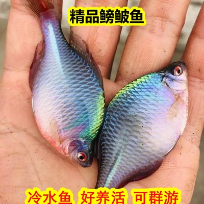 冷水鱼鳑鲏鱼淡水鱼观赏鱼好养耐活群游鱼小型鱼七彩鳑鲏鱼除藻鱼