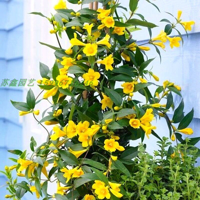 法国香水黄茉莉花苗盆栽庭院阳台室内爬藤藤本植物浓香型带花苞