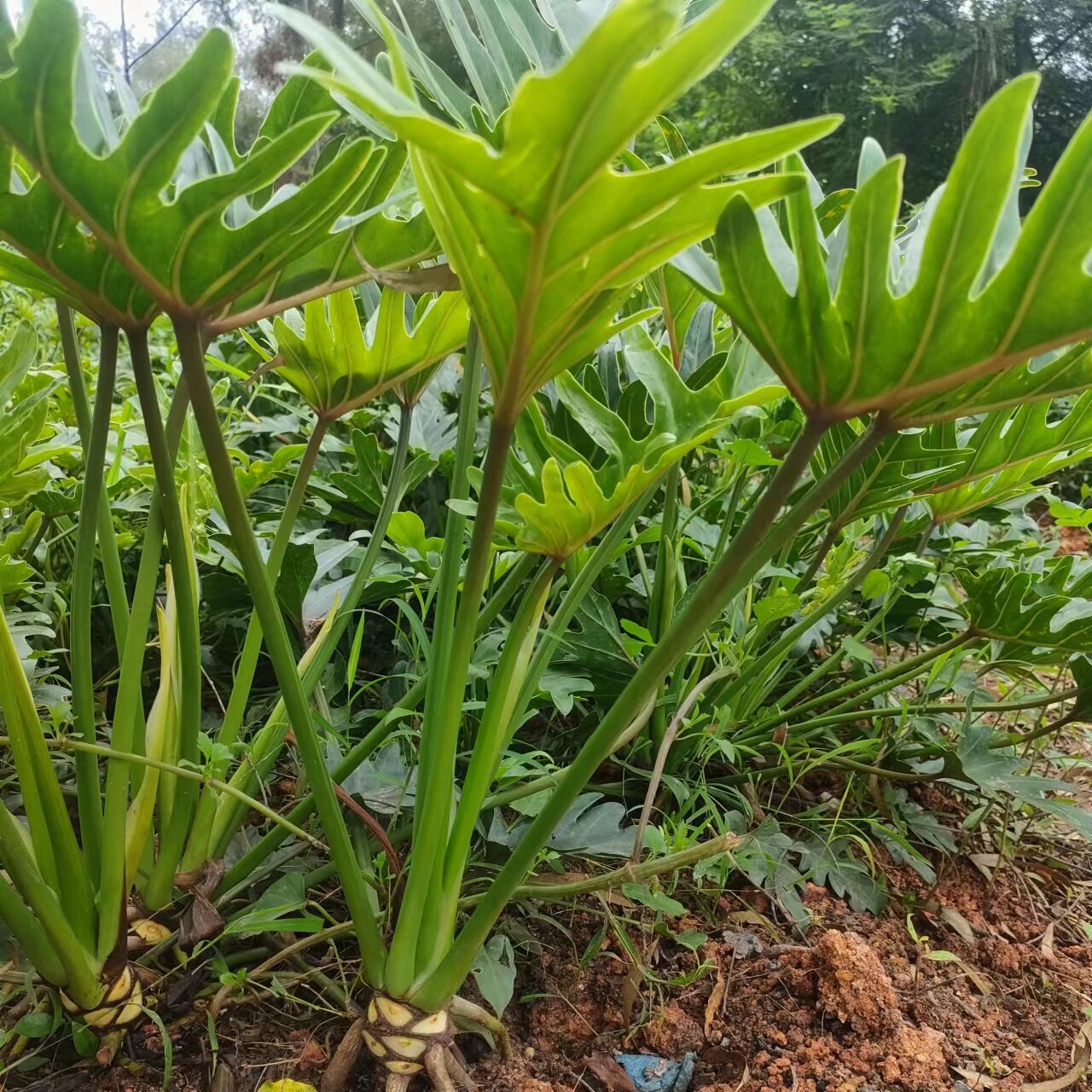 龙鳞小天使植物盆栽室内老桩春羽龟背竹大绿植室内水培观叶阴植物