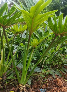 龙鳞小天使植物盆栽室内老桩春羽龟背竹大绿植室内水培观叶阴植物
