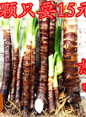 滴水观音盆栽大海芋霸王芋千手观音水培绿植花室内植物盆景包邮