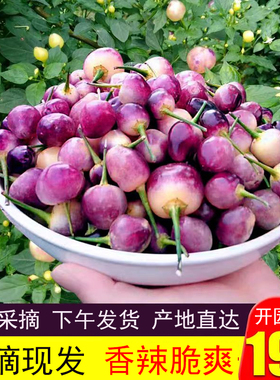 广西特产新鲜七彩辣椒现摘五色椒灯笼椒小辣椒泡椒剁椒农家自种