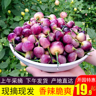 广西特产新鲜七彩辣椒现摘五色椒灯笼椒小辣椒泡椒剁椒农家自种