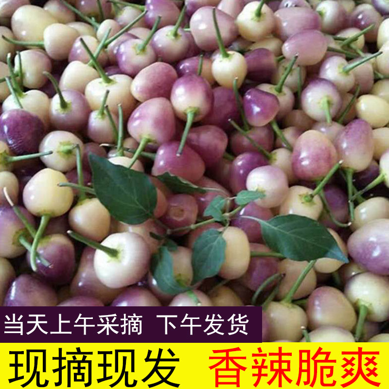 广西新鲜现摘酱香5斤五彩椒