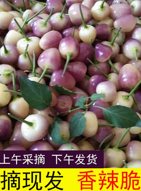 广西五彩椒新鲜现摘七彩椒小辣椒酱香泡椒五色椒灯笼椒圆椒5斤