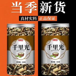 野生千里光中药材 草药 天然 九里明正品九里光 黄花母500克 包邮