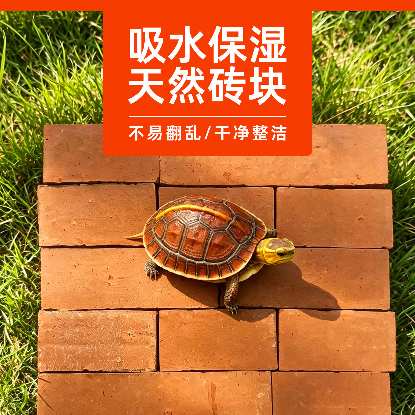 黄缘龟缸造景陶土砖吸水保湿图片