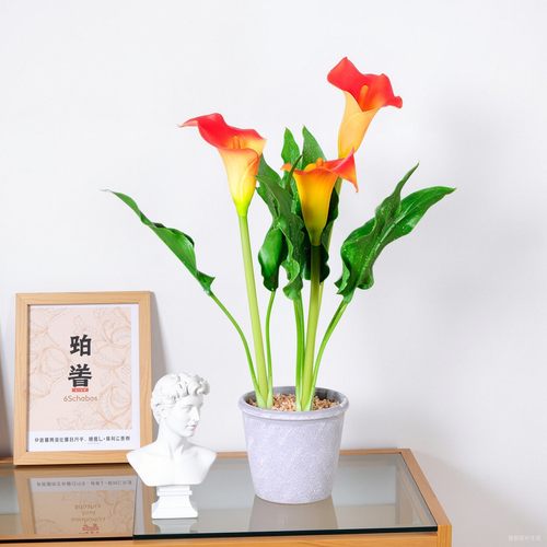 桌面北京盆栽西尚玫瑰马蹄莲环保