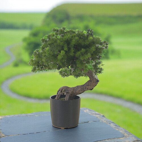 迎客松小盆景植物客厅仿真松树盆栽餐桌花艺摆件茶几摆设装饰花盆 - 封面