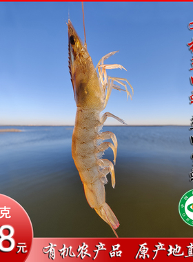 一卌蟹小冬有机盐田虾生冻大虾冷冻虾海虾速冻虾汪子虾唐山曹妃甸