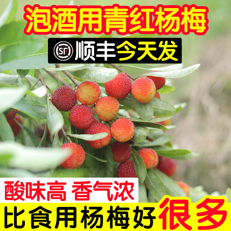 杨梅鲜果专用泡酒新鲜野生青红杨梅水晶白酿酒酸水果10斤现摘顺丰
