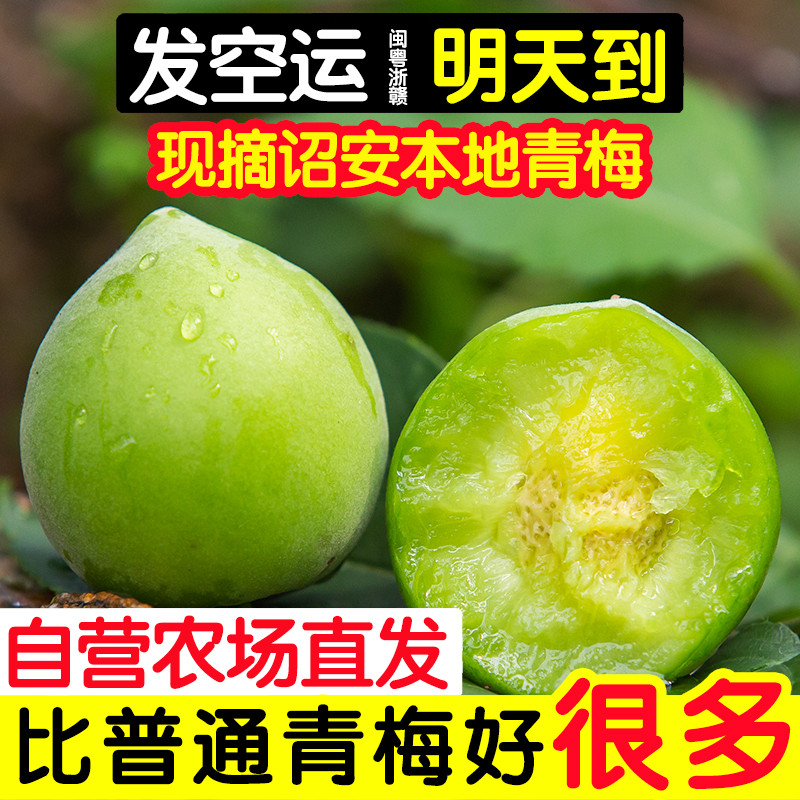 新鲜青梅鲜果泡酒专用胭脂梅黄梅现摘福建诏安特级鲜梅子高山野生