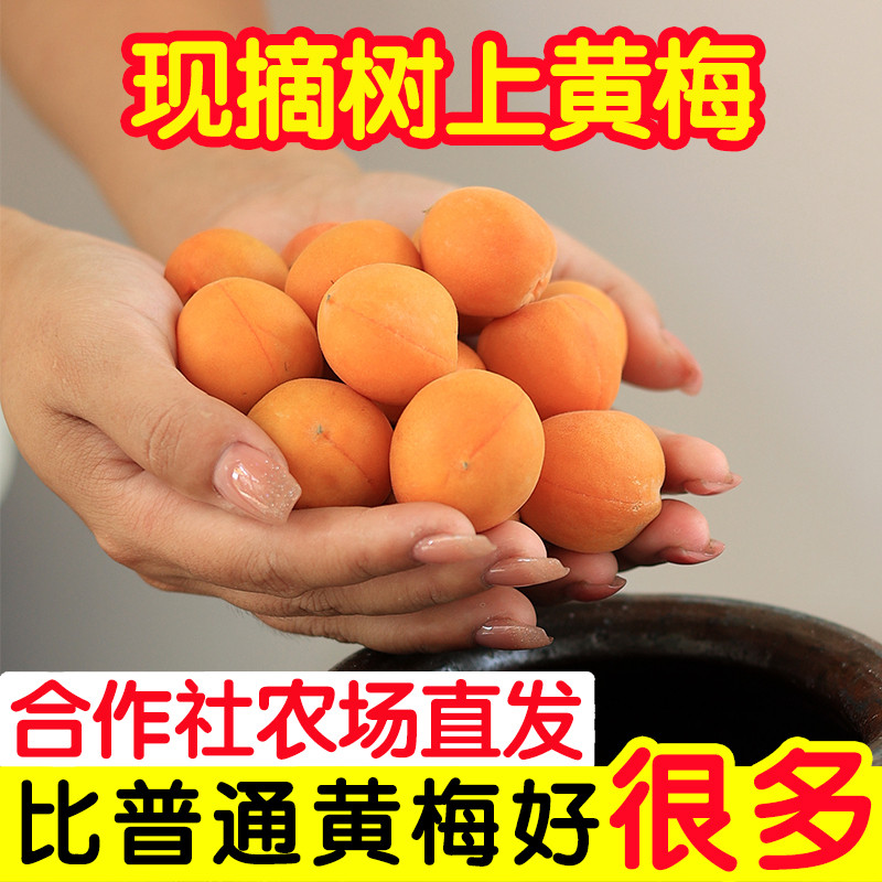 完熟黄梅鲜果新鲜青梅胭脂梅泡酒专用现摘鲜梅子高山野生福建云南