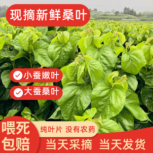 新鲜桑叶养蚕大小蚕宝宝特嫩桑叶天然食物当天采摘发货现摘无污染