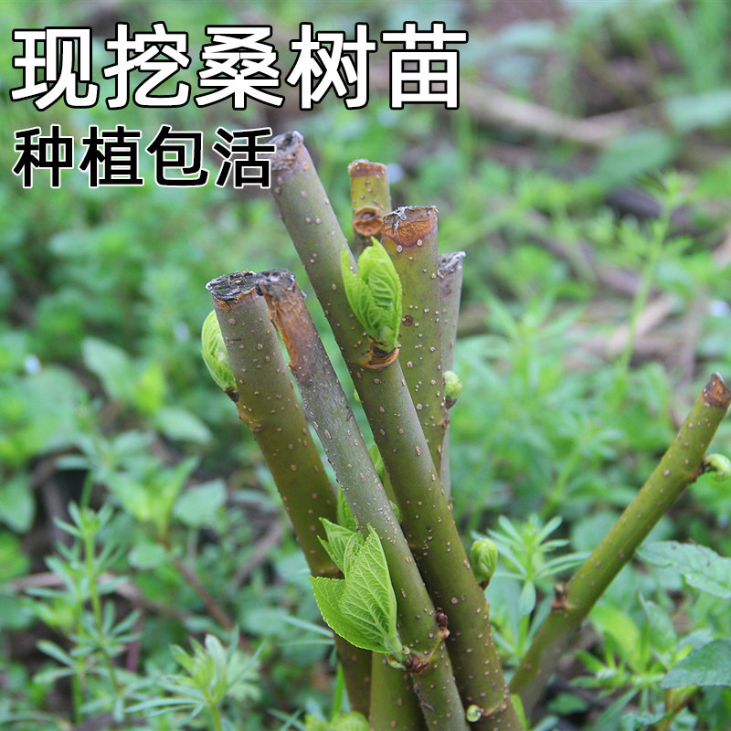 蚕菇凉桑树蚕宝宝食物桑叶养蚕图片