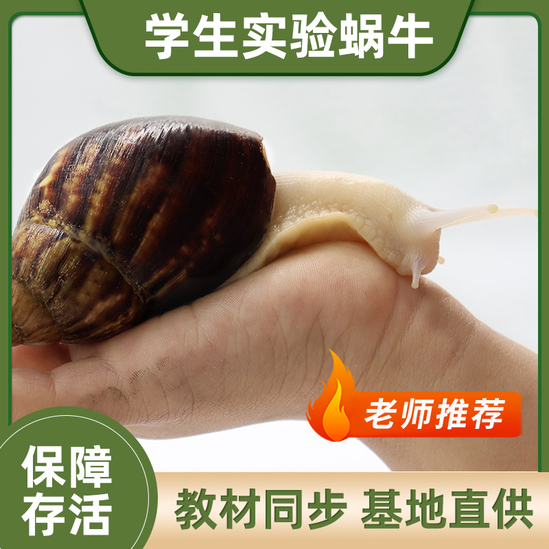 白玉蜗牛宠物活体学生科学实验观察套装美容观赏褐云玛瑙螺小蜗牛