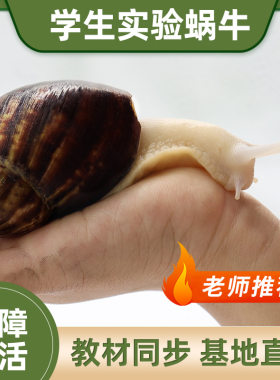 白玉蜗牛宠物活体学生实验观察