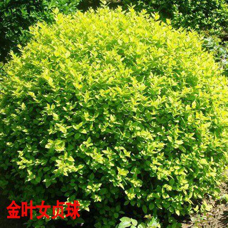 庭院绿化植物黄叶女贞苗金叶女贞苗绿化苗木金叶女贞小苗园林绿化