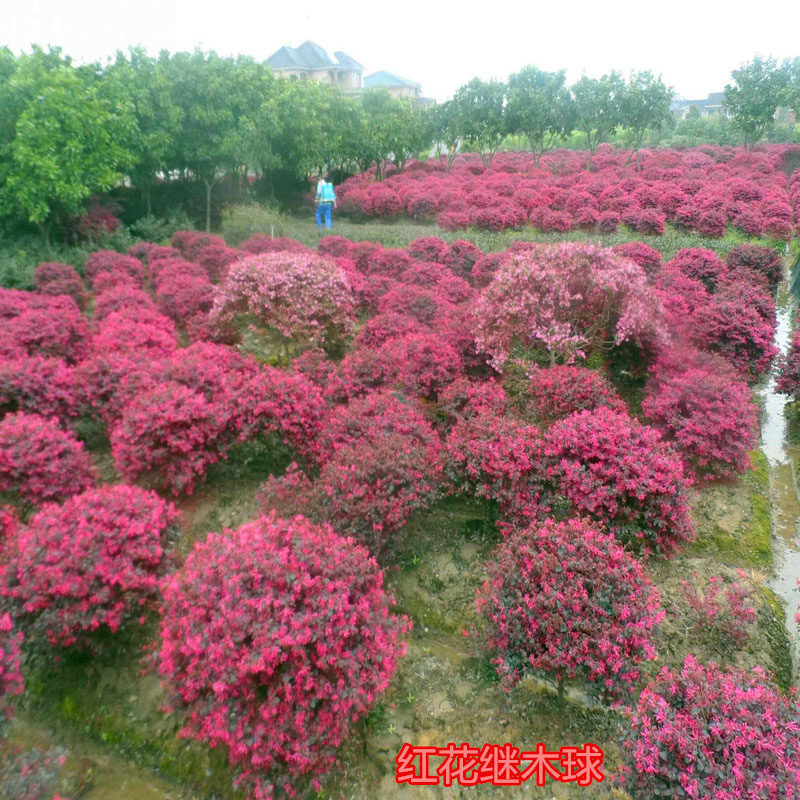 庭院绿化植物四季青花卉红花继木树苗高档灌木观赏绿篱红花继木球