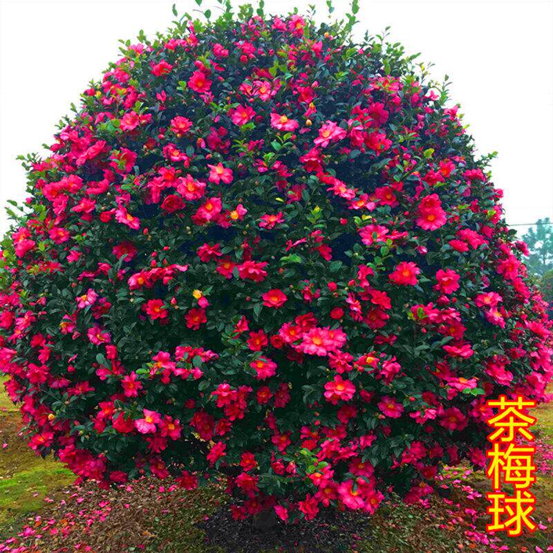 茶梅花苗 树苗茶梅球 茶花盆栽盆景冬茶梅带花苞庭院