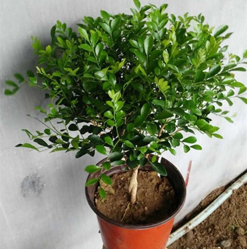 独杆 九里香盆栽苗树形九里香七里香树桩观叶观花浓香型四季花卉