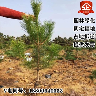 绿化树苗木占地树苗黑松小苗庭院油松苗黑松树苗四季常青植物松树