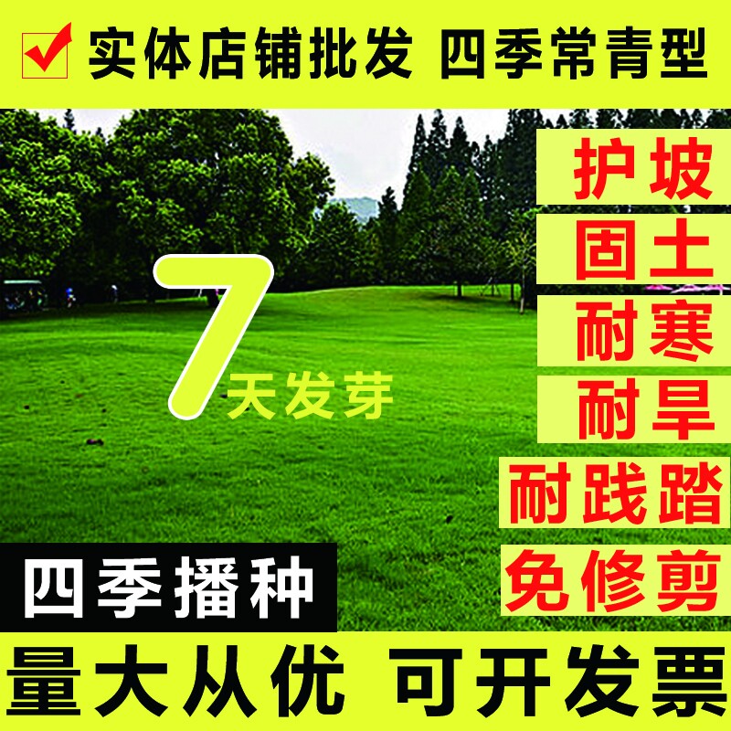 美国剪股颖耐践踏球场草坪种子