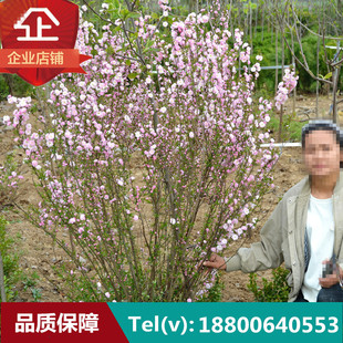 丛生榆叶梅大花榆叶梅重瓣榆叶梅花庭院绿篱苗绿化灌木球