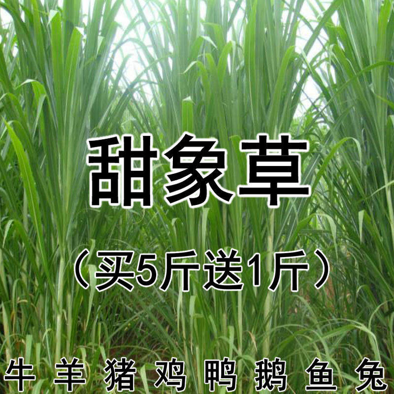 台湾多年生养殖牛羊兔牧草种子