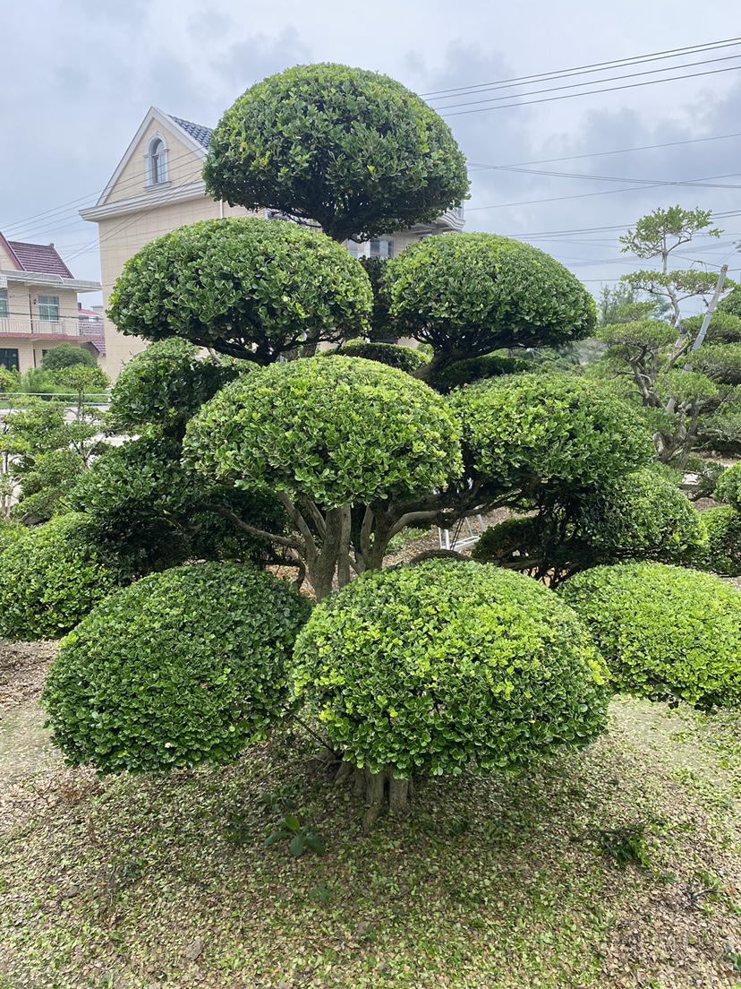 瓜子黄杨造型树地景四季常青庭院植物小叶黄杨一物一拍